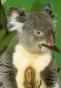 Koala  eating.jpg (830489 bytes)